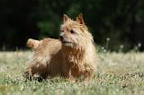 NORWICH TERRIER 057